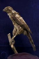鳳頭蒼鷹藏品圖，第4張